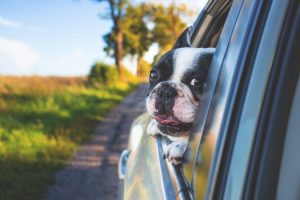 pets rental car autolevi